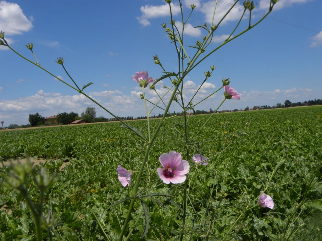 Althaea cannabina (Malvaceae)